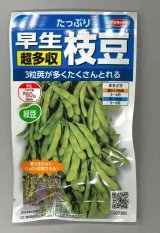 画像: 送料無料　[枝豆]　たっぷり　33ml（約66粒） （株）サカタのタネ実咲350（107806）