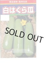 画像: [瓜類] 白はぐら瓜 100粒 渡辺農事(株)