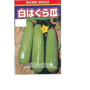 画像: 送料無料　[瓜類]　白はぐら瓜　100粒　渡辺農事(株)
