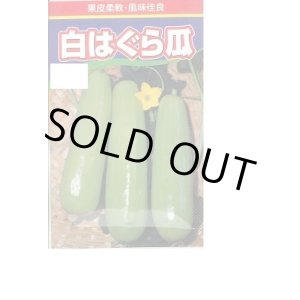 画像: [瓜類] 白はぐら瓜 100粒 渡辺農事(株)