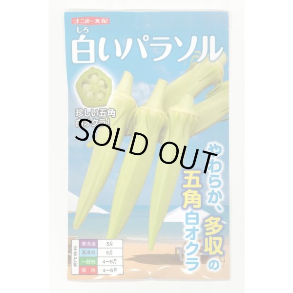 画像1: [オクラ] 白いパラソル 50粒 ナント種苗(株) (1)