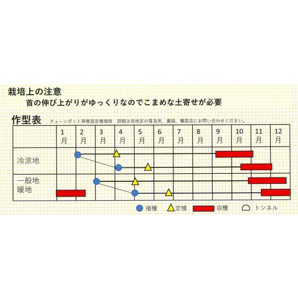 画像2: [ねぎ]　冬月の雫　ペレット種子5000粒　トキタ種苗（株） (2)