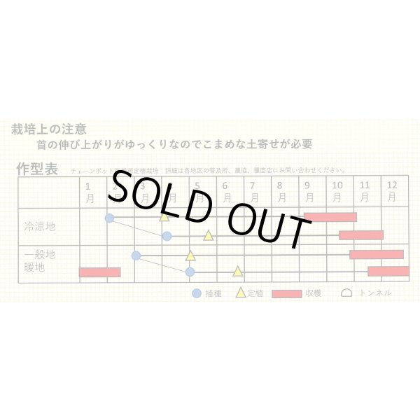画像2: [ねぎ]　冬月の雫　ペレット種子5000粒　トキタ種苗（株） (2)
