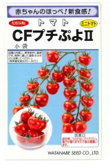 画像: 送料無料　[トマト/ミニトマト]　CFプチぷよ2　(100粒)　(株)渡辺採種場