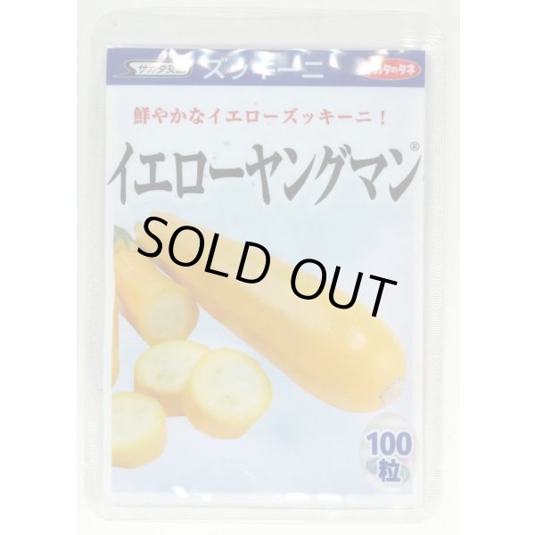 画像1: [ズッキーニ] イエローヤングマン 100粒 (株)サカタのタネ (1)