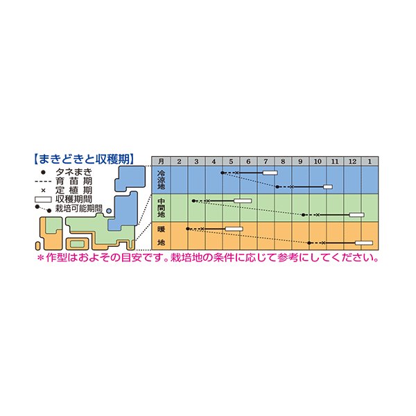 画像4: コールラビ　ウィナー　1.3ml 　タキイ種苗(株) RF (4)