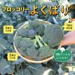 画像2: [ブロッコリー]よくばり(約50粒) (株)サカタのタネ 実咲450(203245) (2)