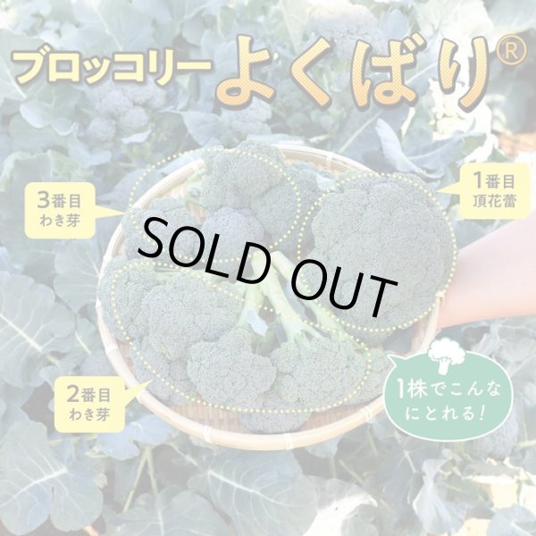 画像2: [ブロッコリー]よくばり(約50粒) (株)サカタのタネ 実咲450(203245) (2)