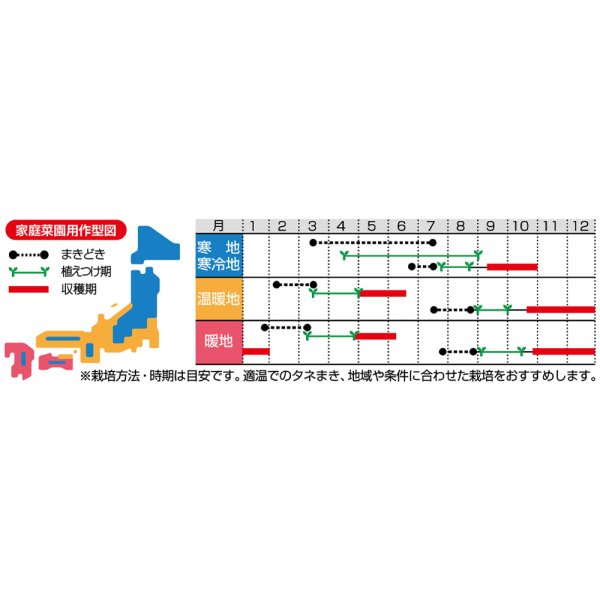 画像4: [ブロッコリー]よくばり(約50粒) (株)サカタのタネ 実咲450(203245) (4)