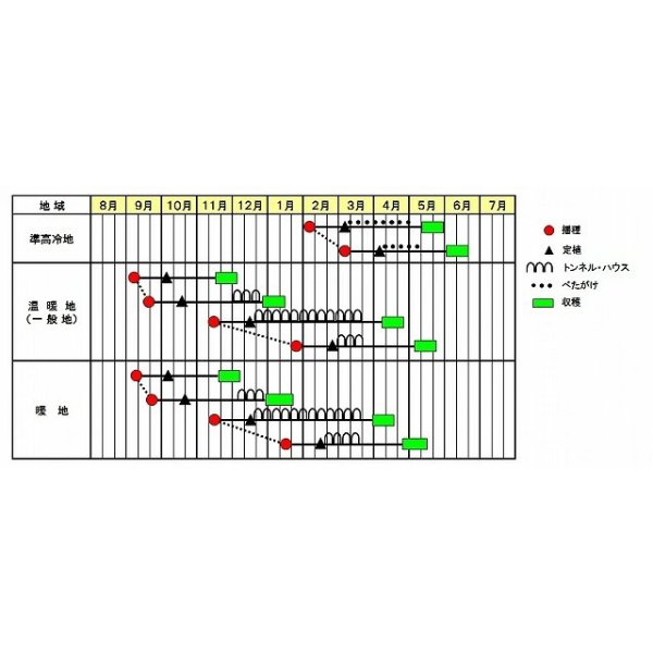 画像2: [レタス] パワースイープ  ペレット種子5000粒  (株)サカタのタネ  (2)