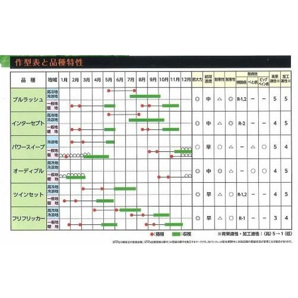 画像3: [レタス] パワースイープ  ペレット種子5000粒  (株)サカタのタネ  (3)