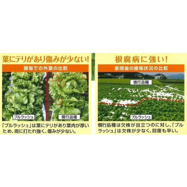 画像4: [レタス] パワースイープ  ペレット種子5000粒  (株)サカタのタネ  (4)