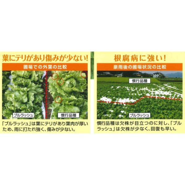 画像5: [レタス] オーディブル ペレット150粒 (株)サカタのタネ 実咲550 003172 (5)