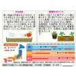 画像2: 花の種 パンジー シトラスカラーミックス 約35粒 (株)サカタのタネ 実咲350(027358) (2)