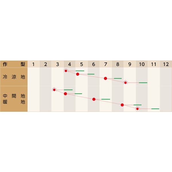画像2: [大根] はつかだいこん スーパーマキシム　1000粒　（株）武蔵野種苗園 (2)