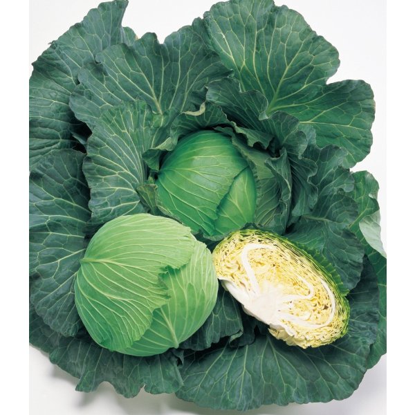画像2: 送料無料　キャベツ　夢舞台　ペレット種子5千粒　タキイ種苗(株) (2)