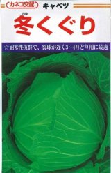 画像: [キャベツ] 冬くぐり　小袋カネコ種苗（株）