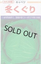 画像: [キャベツ] 冬くぐり　小袋カネコ種苗（株）