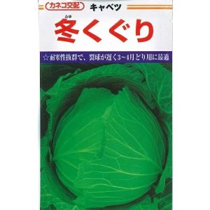 画像: [キャベツ] 冬くぐり　小袋カネコ種苗（株）