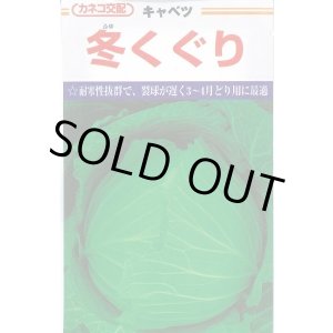 画像: [キャベツ] 冬くぐり　小袋カネコ種苗（株）