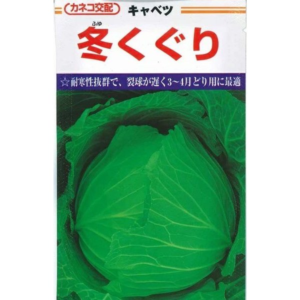 画像1: [キャベツ] 冬くぐり　小袋カネコ種苗（株） (1)