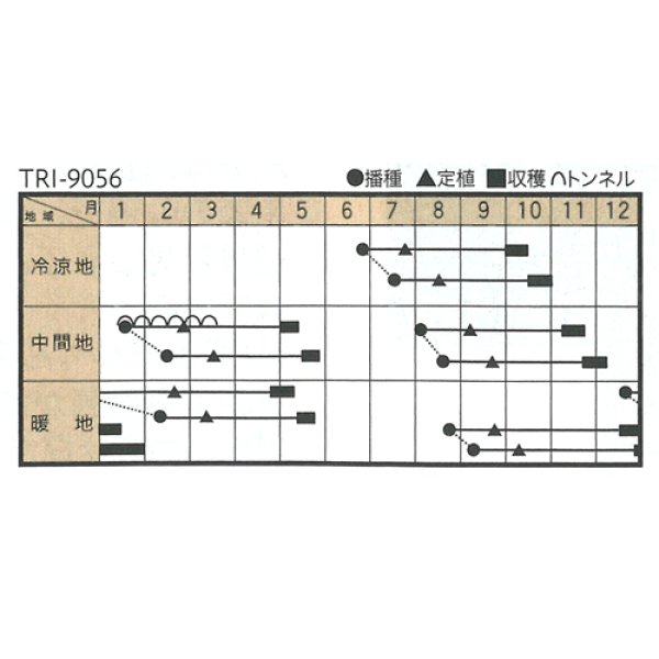 画像2: [ブロッコリー] 駿麟　2000粒　　トキタ種苗(株)  (2)