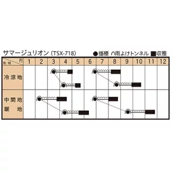 画像4: [ほうれんそう] サマージュリオン 3万粒（種子サイズ：Ｍ） トキタ種苗(株) (4)
