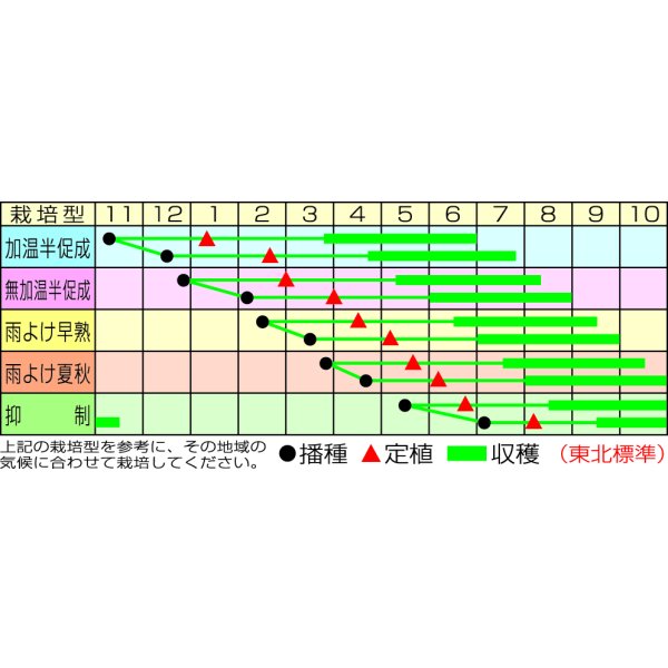 画像2: [トマト/ミニトマト] CFプチぷよグリーン7粒 (株)渡辺採種場 (2)