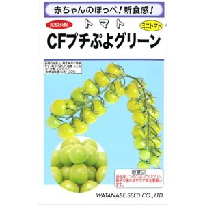 画像: [トマト/ミニトマト] CFプチぷよグリーン100粒 (株)渡辺採種場