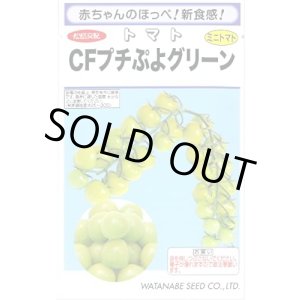 画像: [トマト/ミニトマト] CFプチぷよグリーン100粒 (株)渡辺採種場
