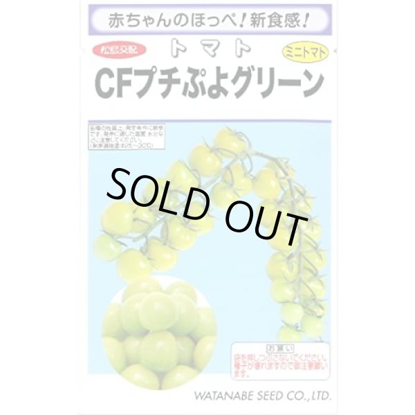 画像1: [トマト/ミニトマト] CFプチぷよグリーン小袋  7粒 (株)渡辺採種場 (1)