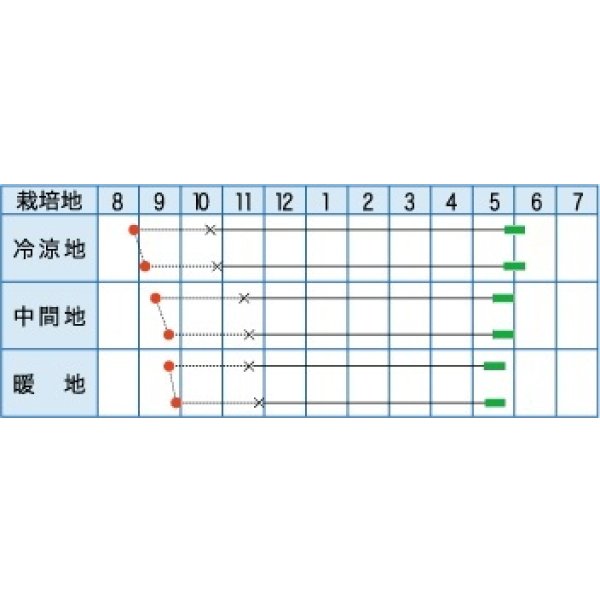 画像2: [たまねぎ] サラダレッド2.5ml(約340粒) (株)タカヤマシード (2)