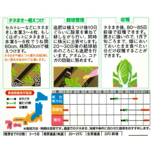 画像2: [白菜] 初美月 約110粒（株）サカタのタネ　実咲450（208844） (2)