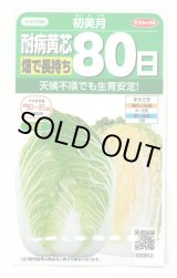 画像: [白菜] 初美月 約110粒（株）サカタのタネ　実咲450（208844）