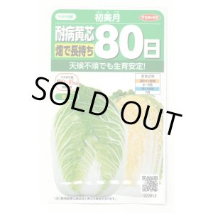 画像: [白菜] 初美月 約110粒（株）サカタのタネ　実咲450（208844）