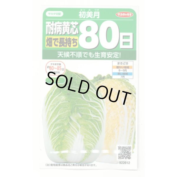 画像1: [白菜] 初美月 約110粒（株）サカタのタネ　実咲450（208844） (1)