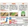 画像2: [大根] 春の守 　小袋　（約110粒） (株)サカタのタネ　実咲101530 (2)
