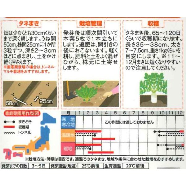 画像2: [大根] 春の守 　小袋　（約110粒） (株)サカタのタネ　実咲101530 (2)