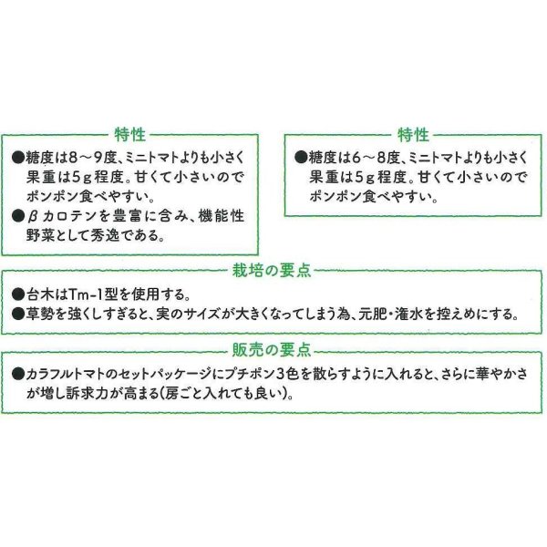 画像5: 送料無料　[ミニトマト]　プチポンカナリア　8粒　サナテックシード（株） (5)