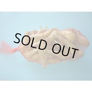 画像: らっきょう　500ｇ