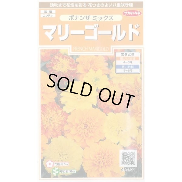 画像1: 送料無料　花の種　マリーゴールド　ボナンザミックス　約43粒　(株)サカタのタネ　実咲200（026360） (1)
