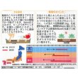画像2: 送料無料　花の種　マリーゴールド　ボナンザミックス　約43粒　(株)サカタのタネ　実咲200（026360） (2)