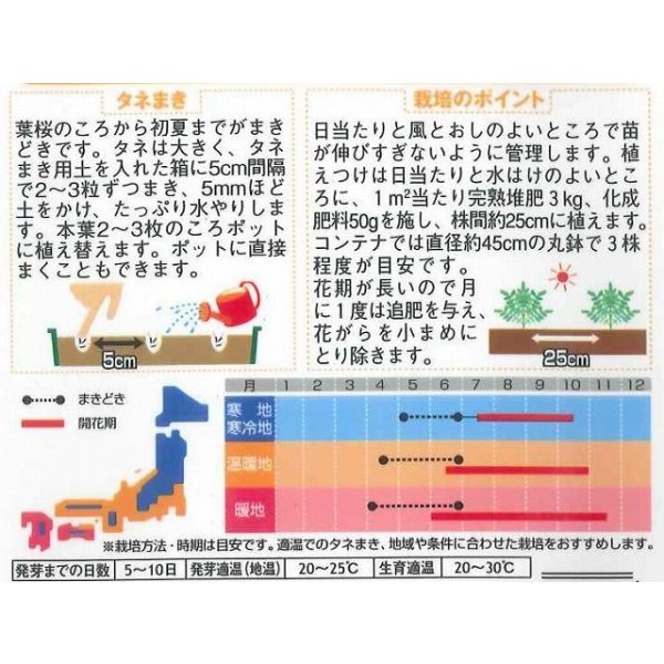 画像2: 送料無料　花の種　マリーゴールド　ボナンザミックス　約43粒　(株)サカタのタネ　実咲200（026360） (2)