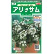 画像1: 花の種　アリッサム　スノークリスタル　約43粒　サカタのタネ（株）実咲250 (1)