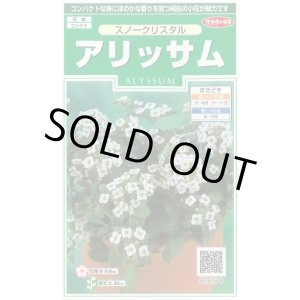 画像: 送料無料　花の種　アリッサム　スノークリスタル　約43粒　　(株)サカタのタネ　実咲250（026216）