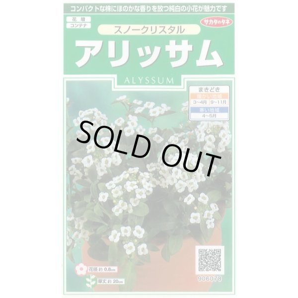 画像1: 花の種 アリッサム スノークリスタル 約43粒 (株)サカタのタネ 実咲250(026216) (1)