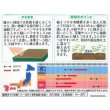 画像2: 送料無料　花の種　アリッサム　スノークリスタル　約43粒　　(株)サカタのタネ　実咲250（026216） (2)