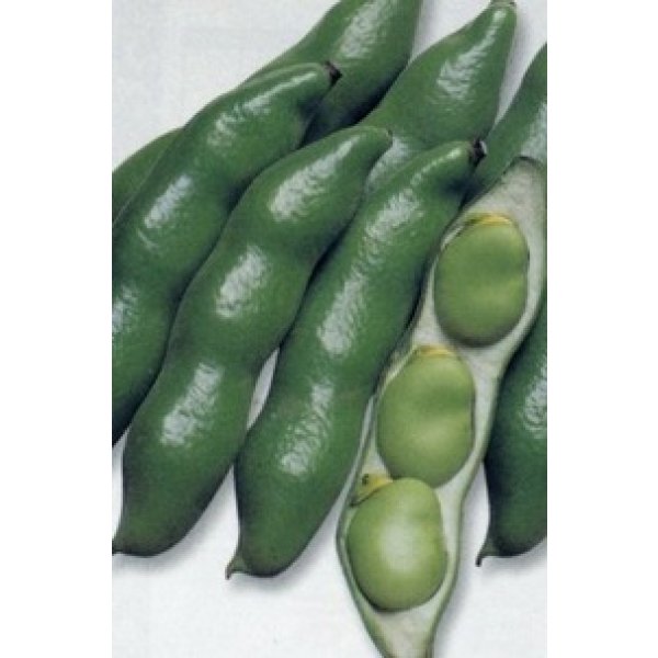 そら豆 chikyubatake_soramame-4