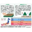 画像2: 花の種　赤花除虫菊　ロビンソンミックス　約125粒　サカタのタネ（株）実咲250 (2)