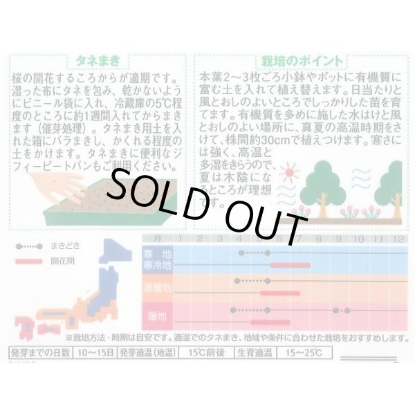 画像2: 送料無料　花の種　赤花除虫菊　ロビンソンミックス　約125粒　　(株)サカタのタネ　実咲250（026247） (2)